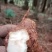 野生新鲜白肉土茯苓