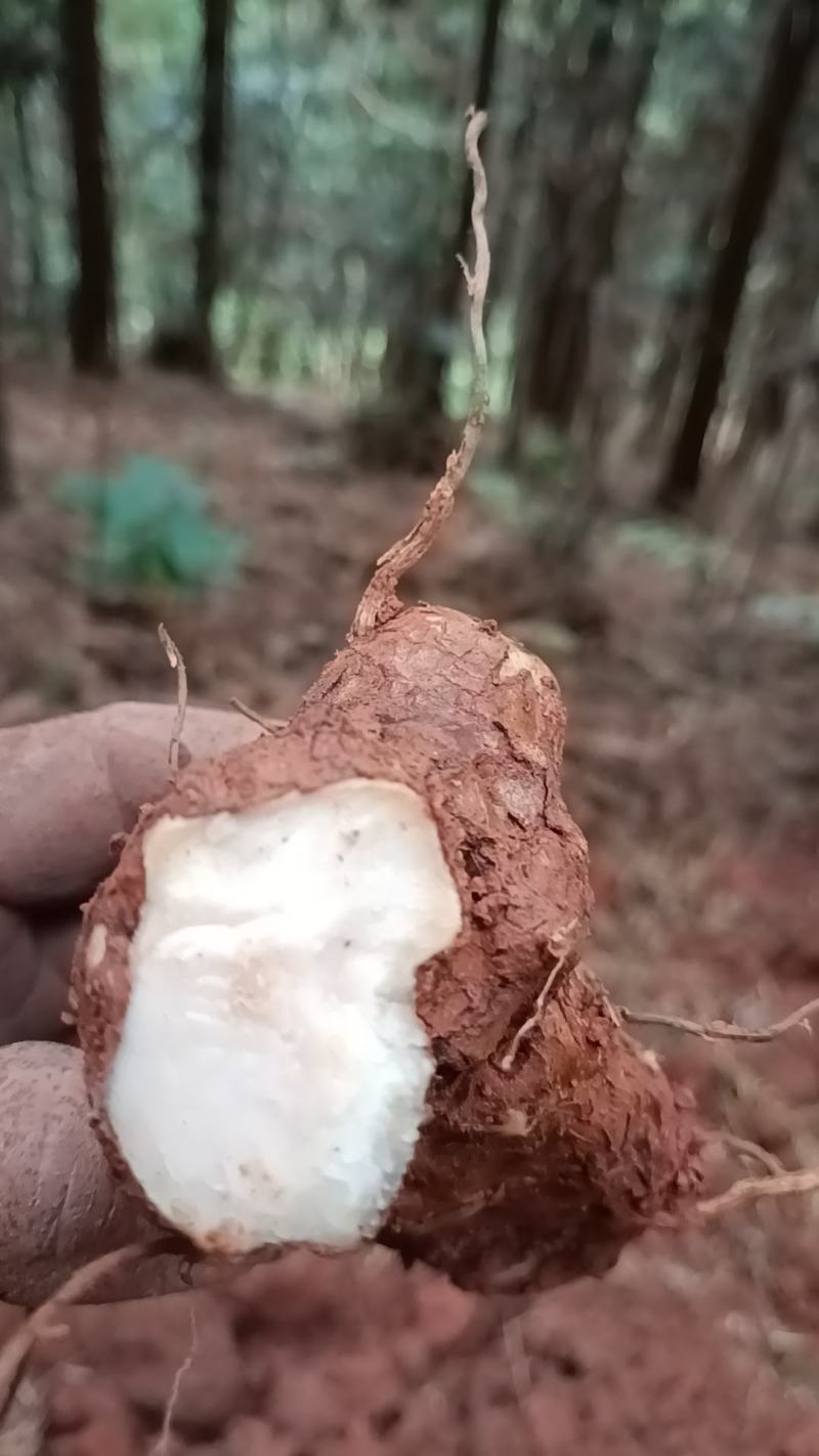 野生新鲜白肉土茯苓