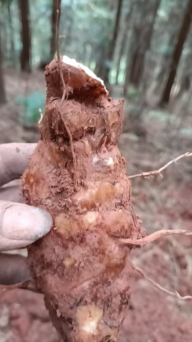 野生新鲜白肉土茯苓