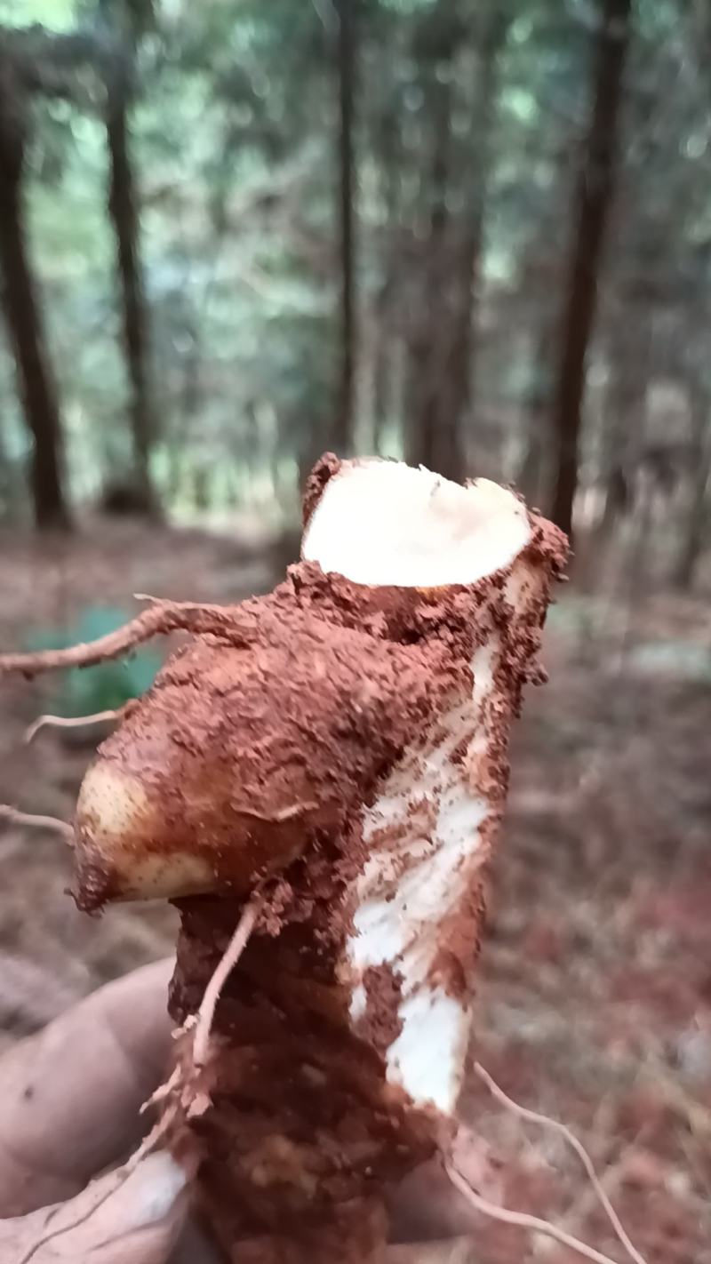 野生新鲜白肉土茯苓