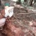 野生新鲜白肉土茯苓