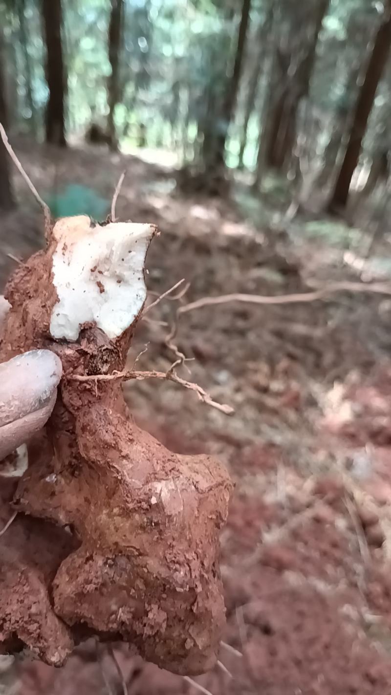 野生新鲜白肉土茯苓
