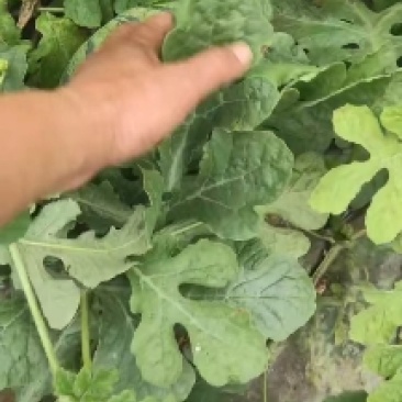 盐城麒麟8424大量供应，无籽美都货量充足欢迎新老客户光