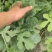 盐城麒麟8424大量供应，无籽美都货量充足欢迎新老客户光