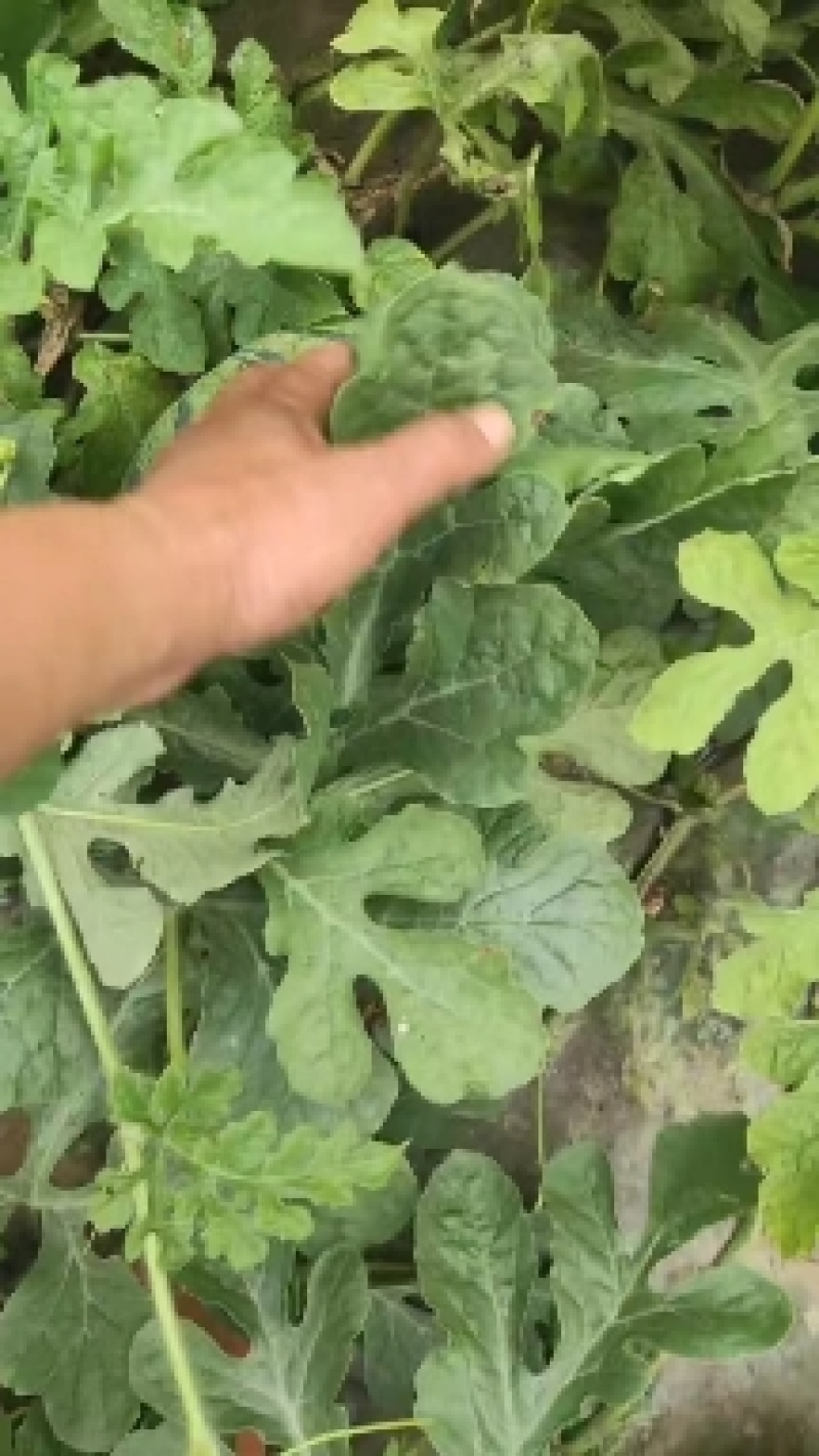 盐城麒麟8424大量供应，无籽美都货量充足欢迎新老客户光