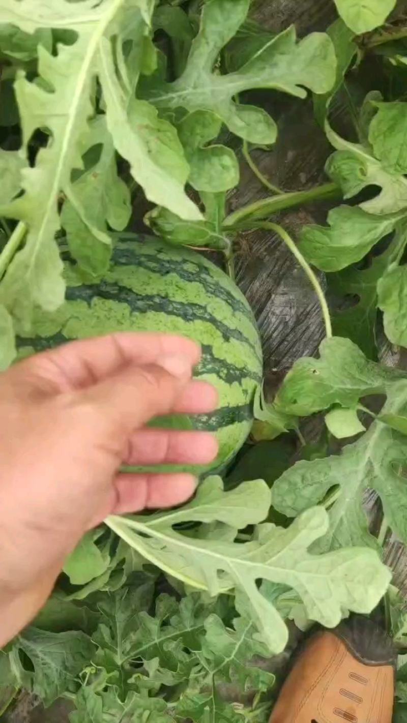 盐城麒麟8424大量供应，无籽美都货量充足欢迎新老客户光