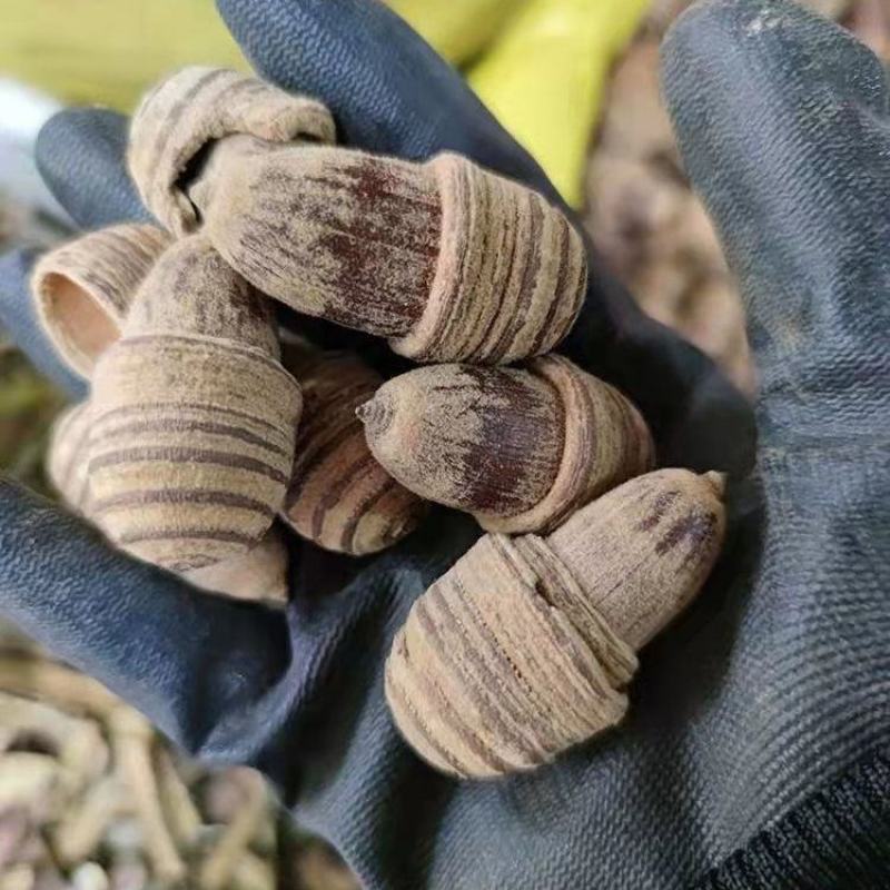 广西中药材狗鞭果泡酒毛毛果凸型锁阳双肾子猪仔粒泡