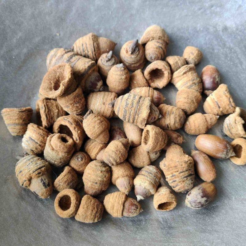 广西中药材狗鞭果泡酒毛毛果凸型锁阳双肾子猪仔粒泡