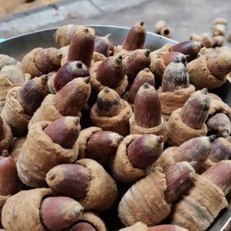 广西中药材狗鞭果泡酒毛毛果凸型锁阳双肾子猪仔粒泡