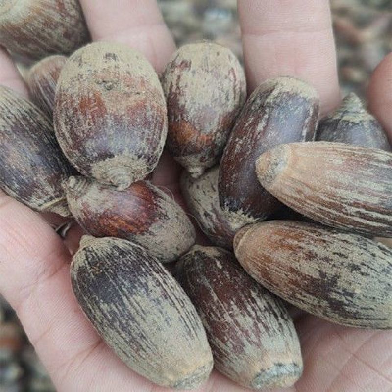 广西中药材狗鞭果泡酒毛毛果凸型锁阳双肾子猪仔粒泡