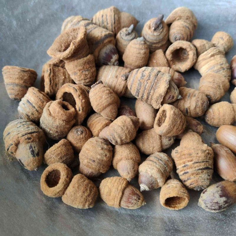 广西中药材狗鞭果泡酒毛毛果凸型锁阳双肾子猪仔粒泡