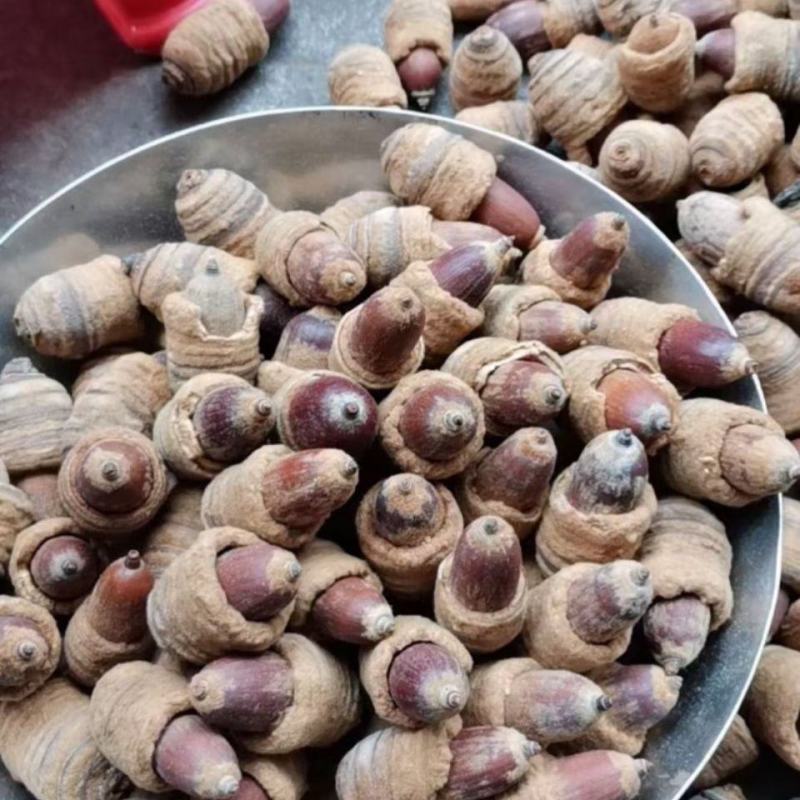 广西中药材狗鞭果泡酒毛毛果凸型锁阳双肾子猪仔粒泡