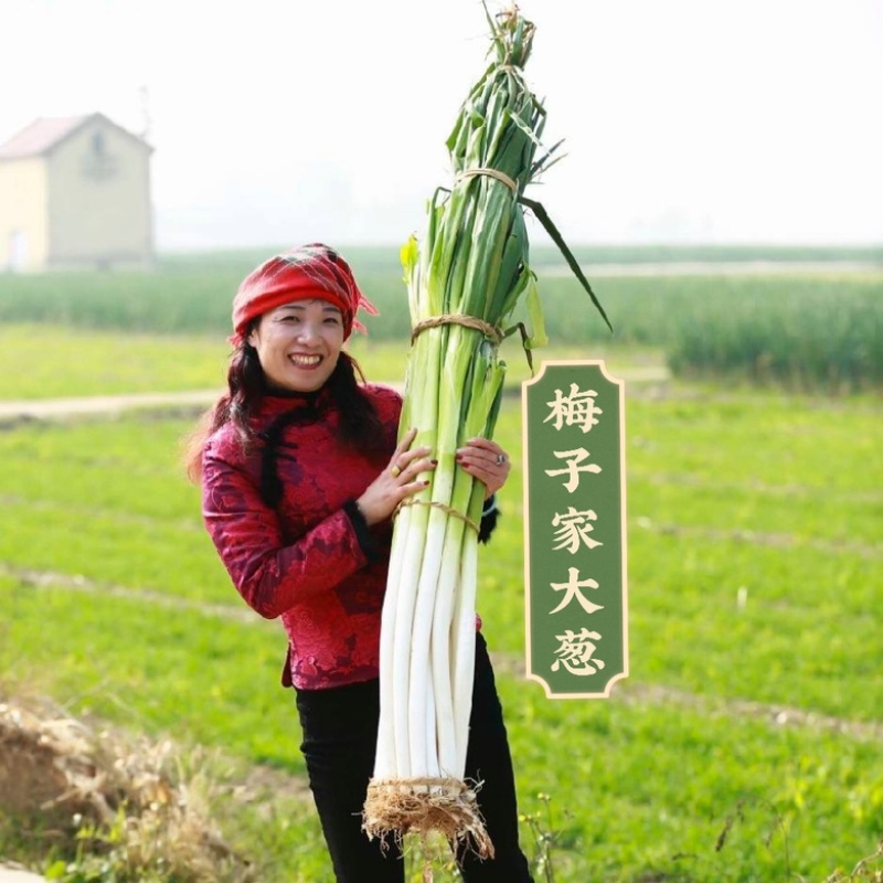 山东章丘状元高巨白大葱种全国包邮白条葱