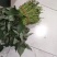 优质脱毒红薯苗接单中