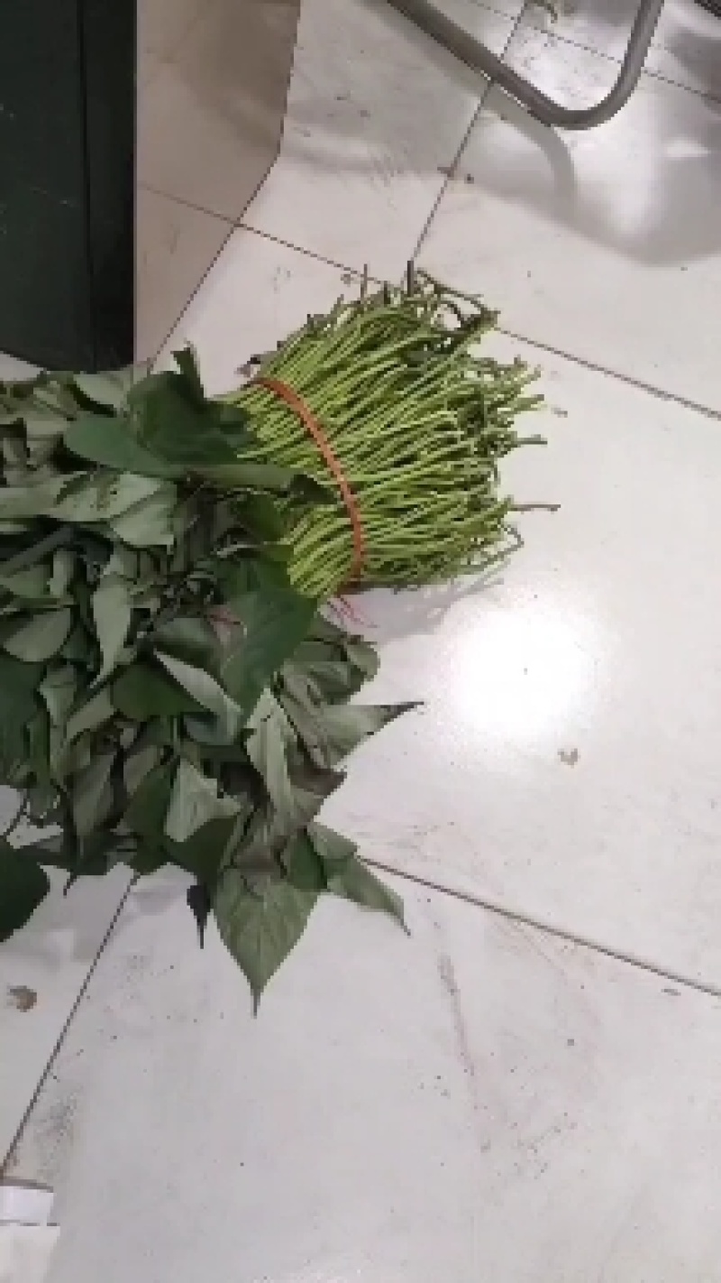 优质脱毒红薯苗接单中