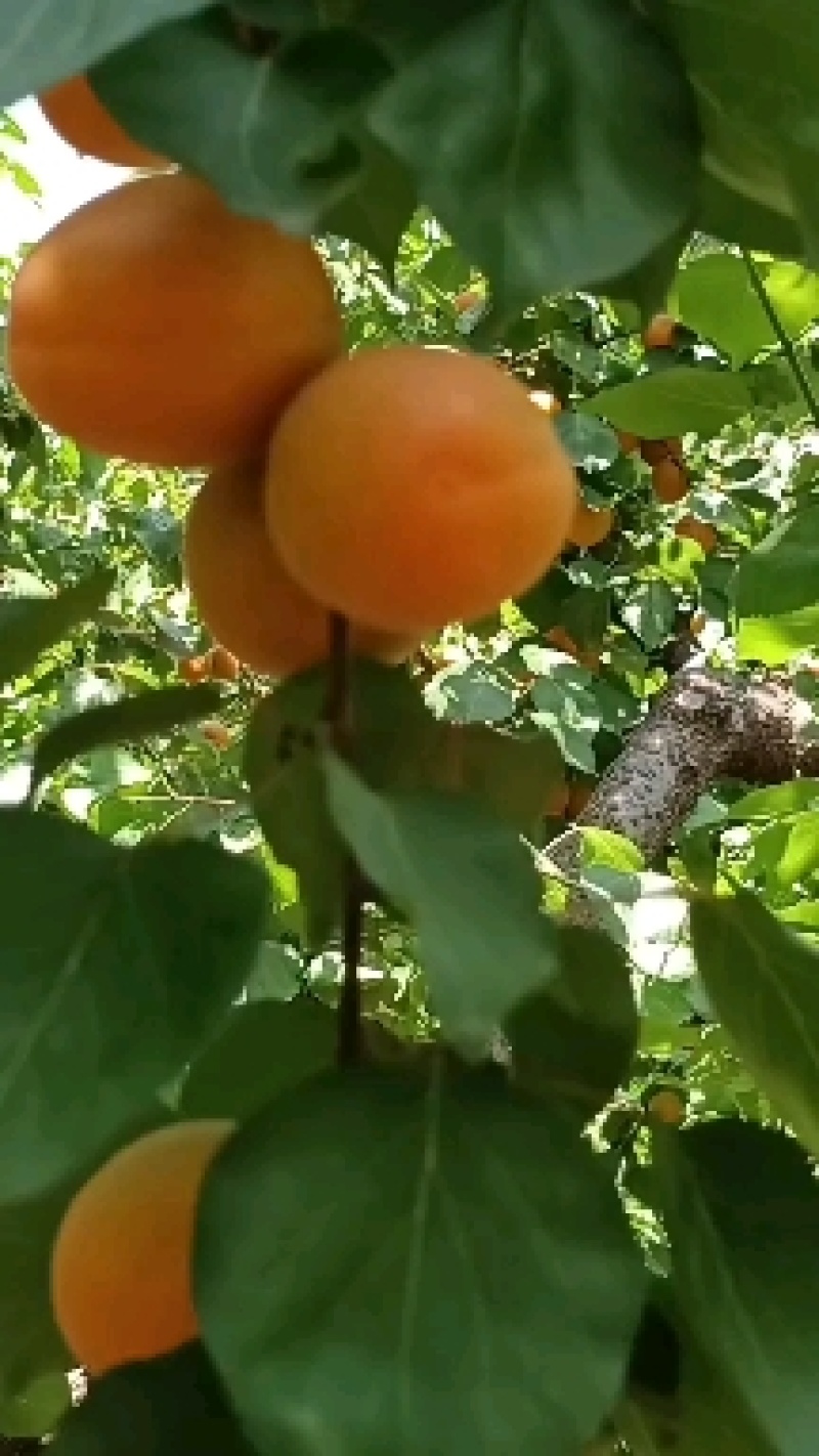 金太阳杏个头大，颜色鲜艳，口味好！急待处理！欢迎选购！！