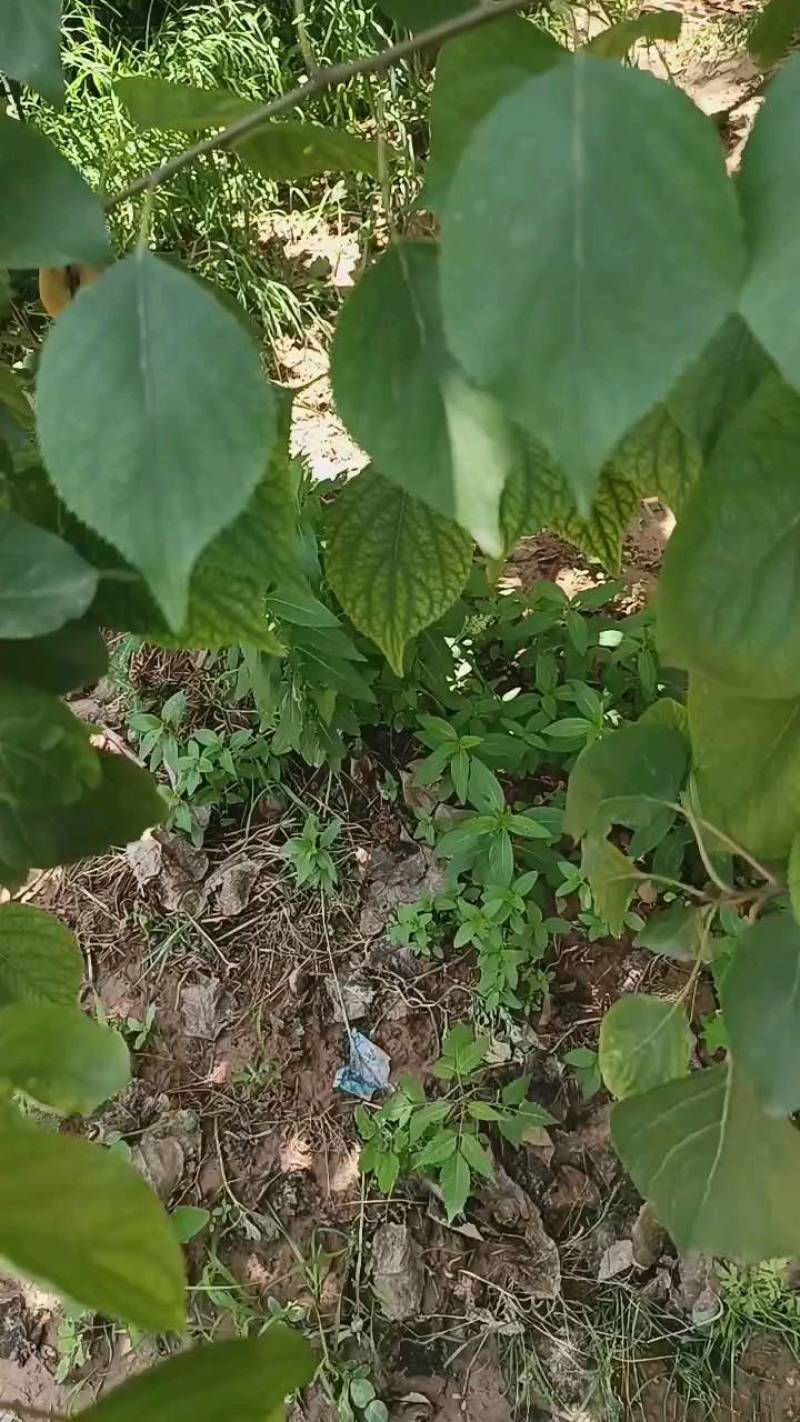 金太阳杏个头大，颜色鲜艳，口味好！急待处理！欢迎选购！！