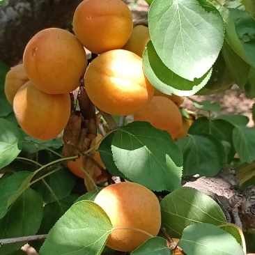金太阳杏个头大，颜色鲜艳，口味好！急待处理！欢迎选购！！
