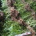 自种金钗石斛