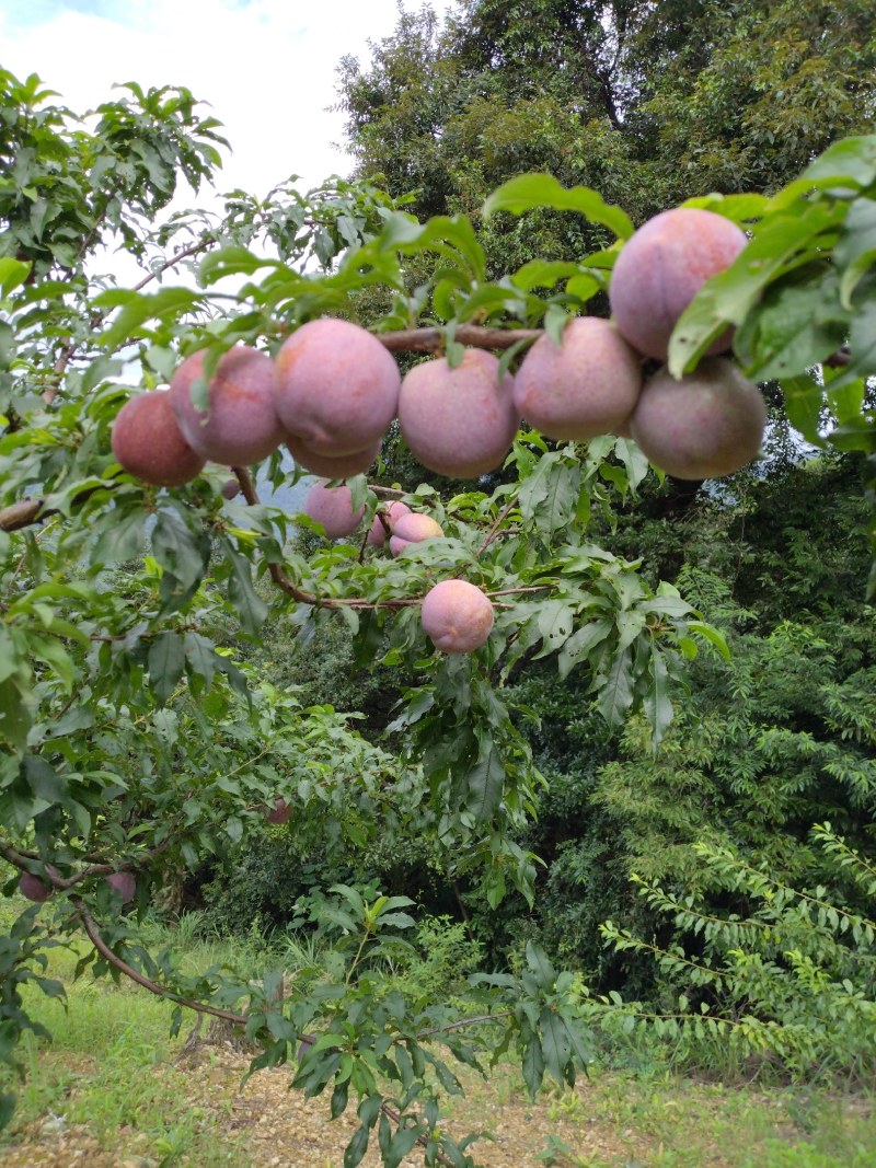 广西桂林恭城银妃三华李