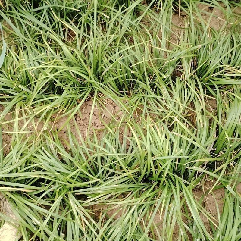 四川绵阳麦冬草量大从优欢迎各位老板随时致电咨询合作