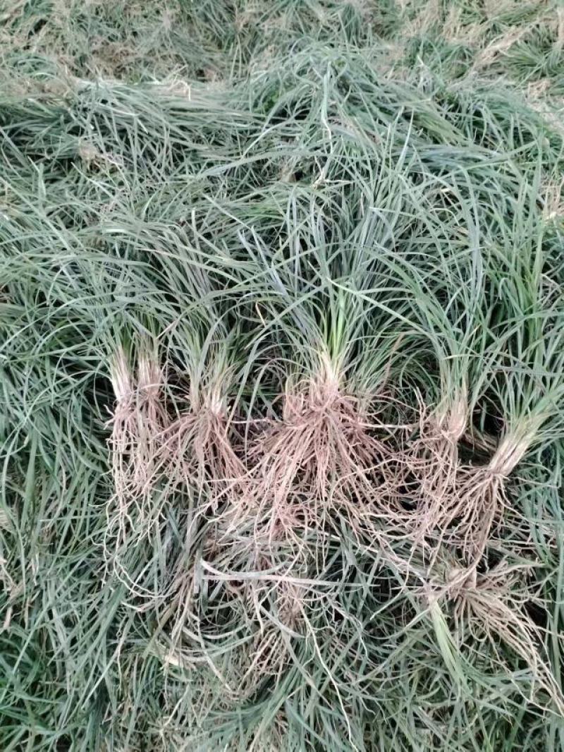 四川绵阳麦冬草量大从优欢迎各位老板随时致电咨询合作