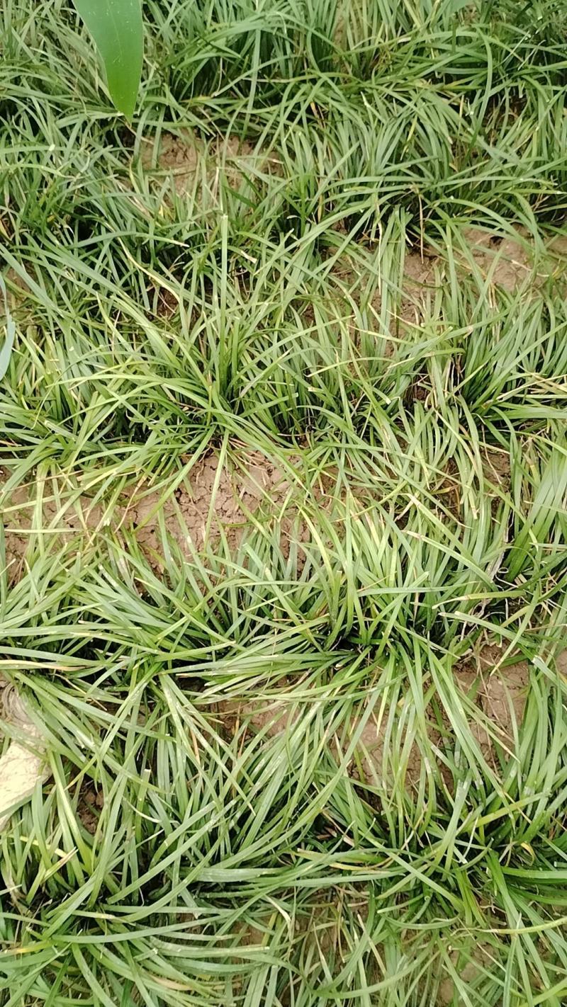 四川绵阳麦冬草量大从优欢迎各位老板随时致电咨询合作