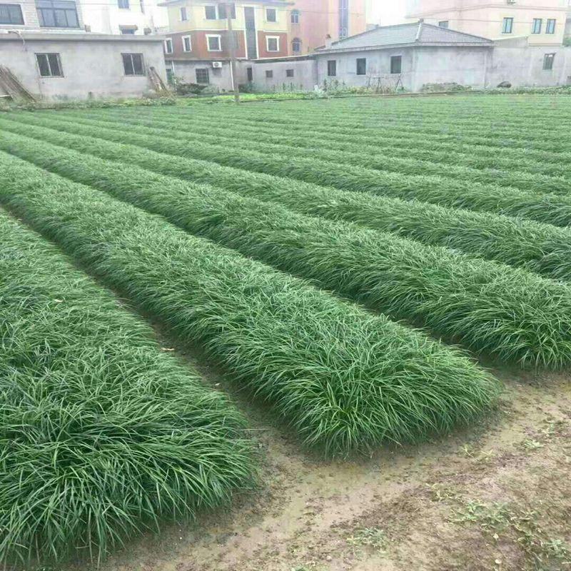 四川绵阳麦冬草量大从优欢迎各位老板随时致电咨询合作