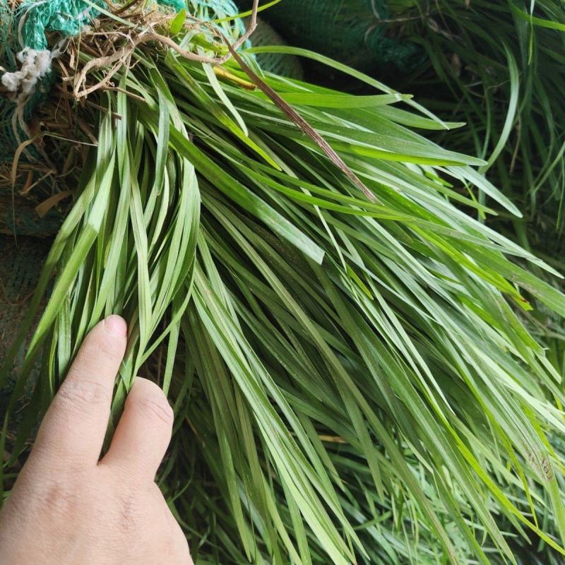 四川绵阳麦冬草量大从优欢迎各位老板随时致电咨询合作