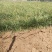 四川绵阳麦冬草量大从优欢迎各位老板随时致电咨询合作