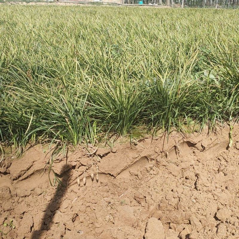 四川绵阳麦冬草量大从优欢迎各位老板随时致电咨询合作