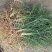四川三台麦冬苗量大从优欢迎各位老板随时致电咨询合作