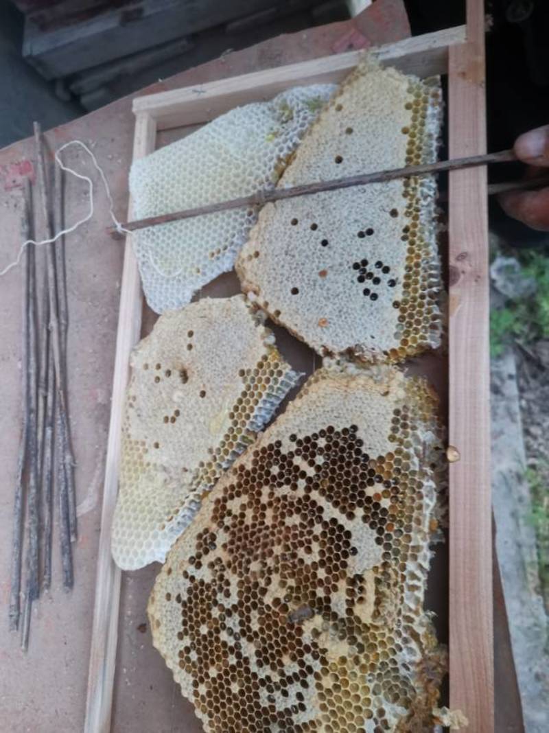 陕西真正的大山里的百花土蜂蜜质量保证欢迎来电咨询