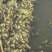 牛蛙小四脚小四脚牛蛙质保证长期供应