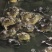 牛蛙牛蛙养殖场大牛蛙大量货源质量保证