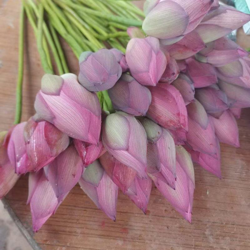 荷花基地直供全国各地大量供应发货观赏花粉荷花
