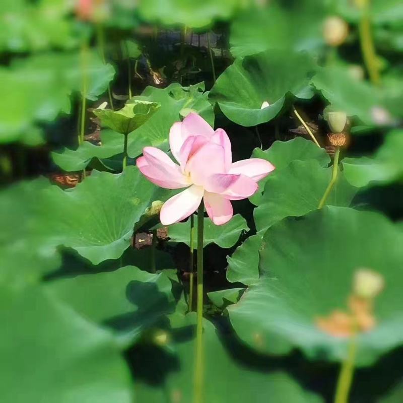 荷花基地直供全国各地大量供应发货观赏花粉荷花