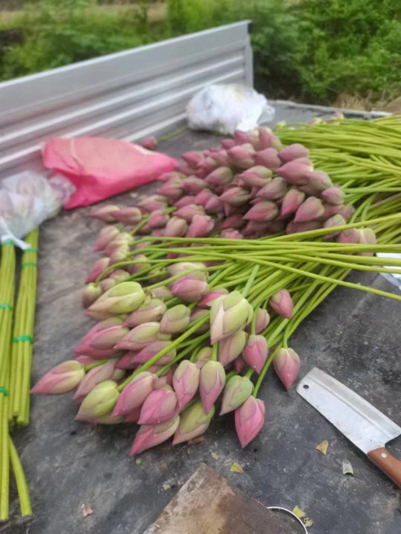 荷花基地直供全国各地大量供应发货观赏花粉荷花