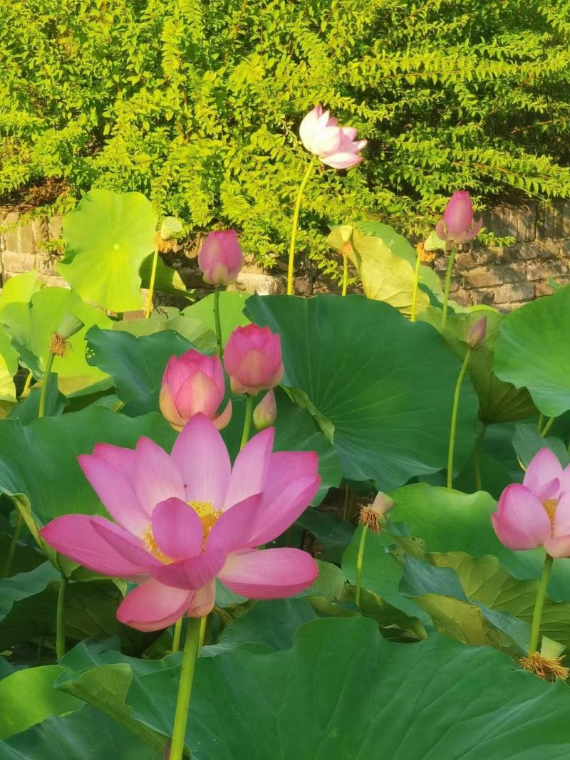 荷花基地直供全国各地大量供应发货观赏花粉荷花