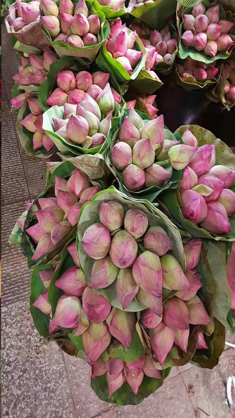 荷花基地直供全国各地大量供应发货观赏花粉荷花