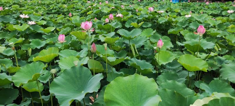 荷花基地直供全国各地大量供应发货观赏花粉荷花