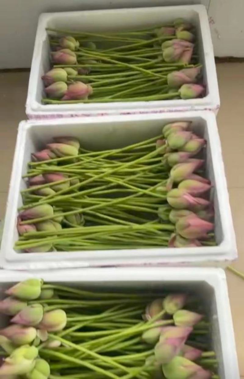荷花基地直供全国各地大量供应发货观赏花粉荷花