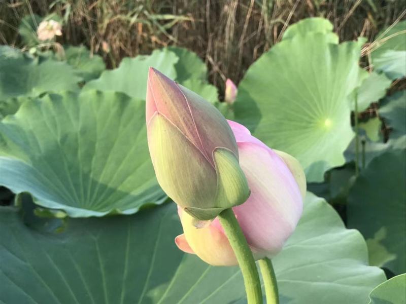 荷花基地直供全国各地大量供应发货观赏花粉荷花