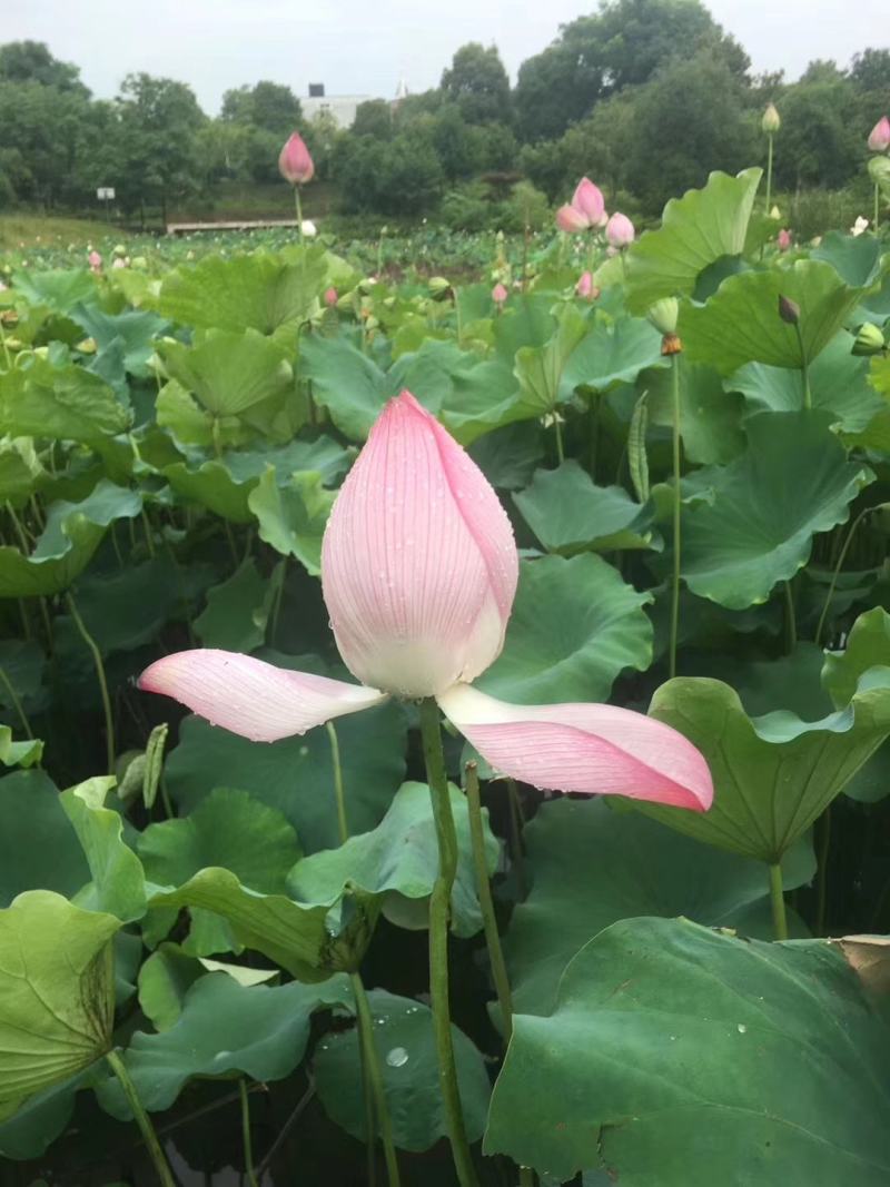 荷花，莲花，粉荷花，观赏花基地大量供应全国各地发货