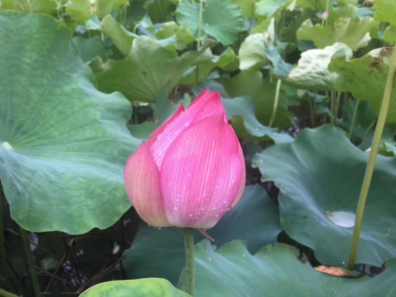 荷花，莲花，粉荷花，观赏花基地大量供应全国各地发货