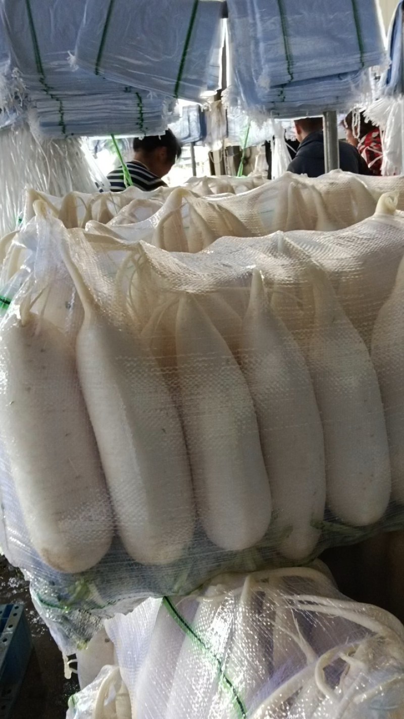 萝卜上市，产地直销，量大从优，价格随行就市，可视频看货，