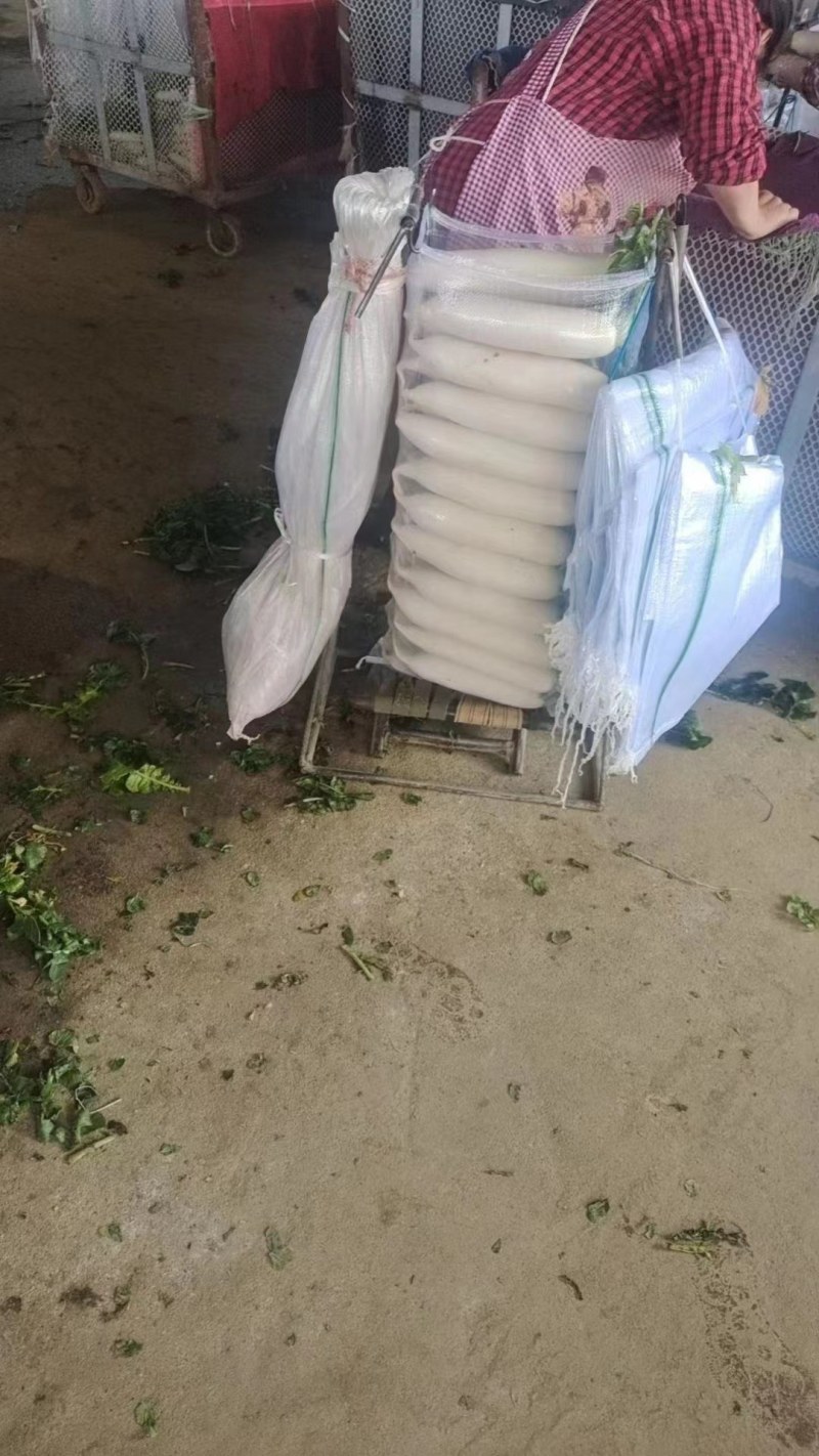 萝卜上市，产地直销，量大从优，价格随行就市，可视频看货，