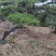 泰山迎客松，景观松，造型黑松！