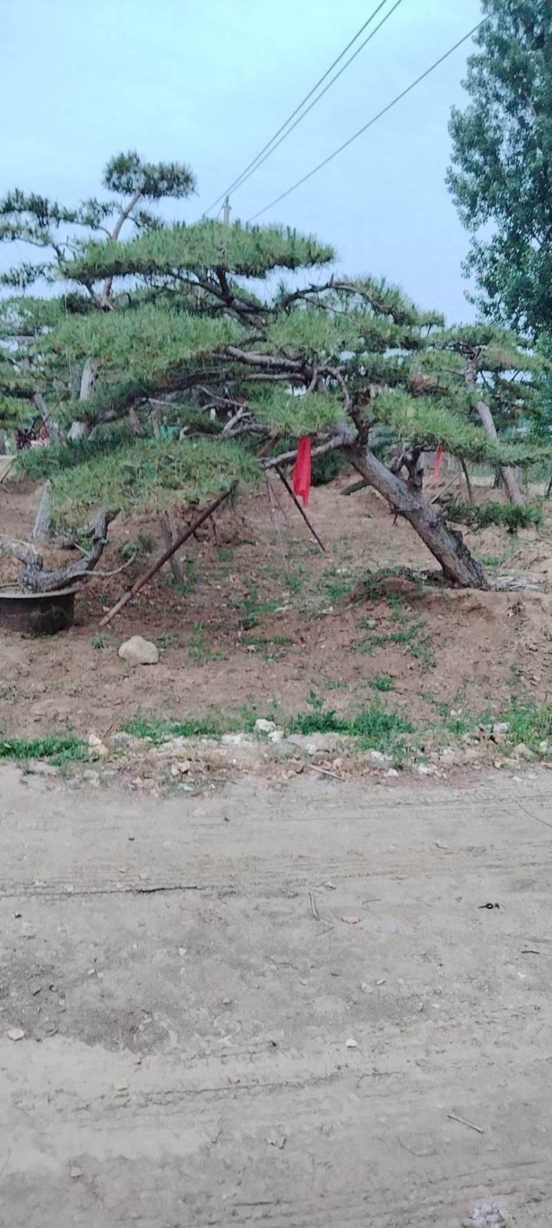 泰山迎客松，景观松，造型黑松！