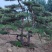 泰山迎客松，景观松，造型黑松！